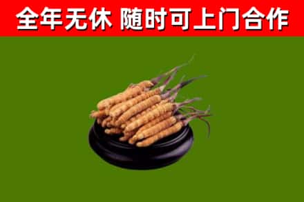 兰州回收散虫草